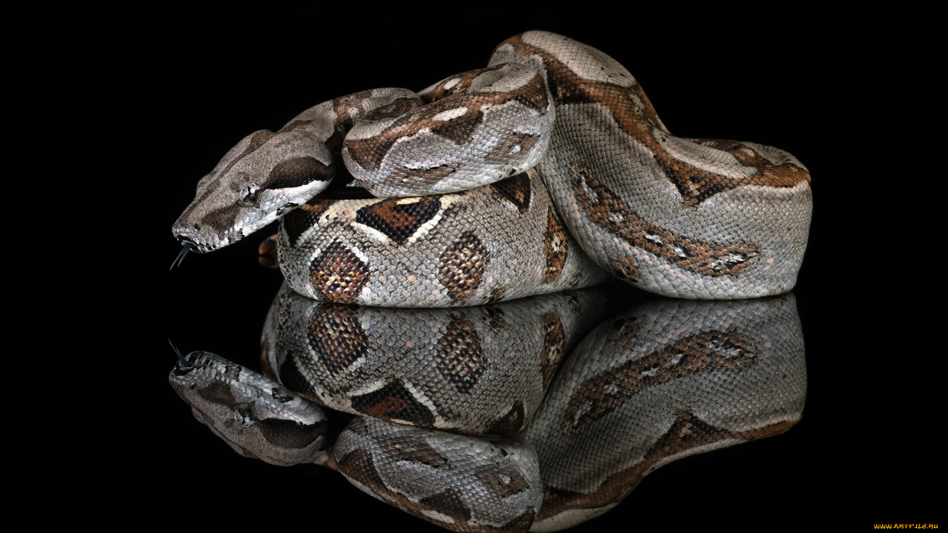 животные, змеи, , питоны, , кобры, змея