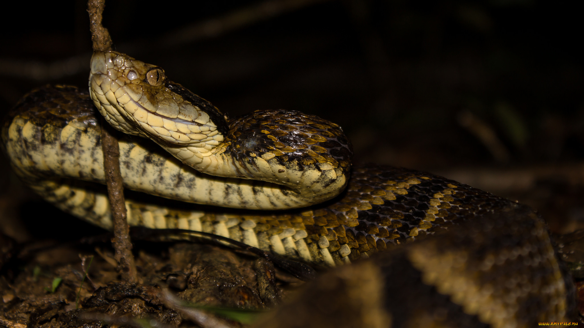 животные, змеи, , питоны, , кобры, змея