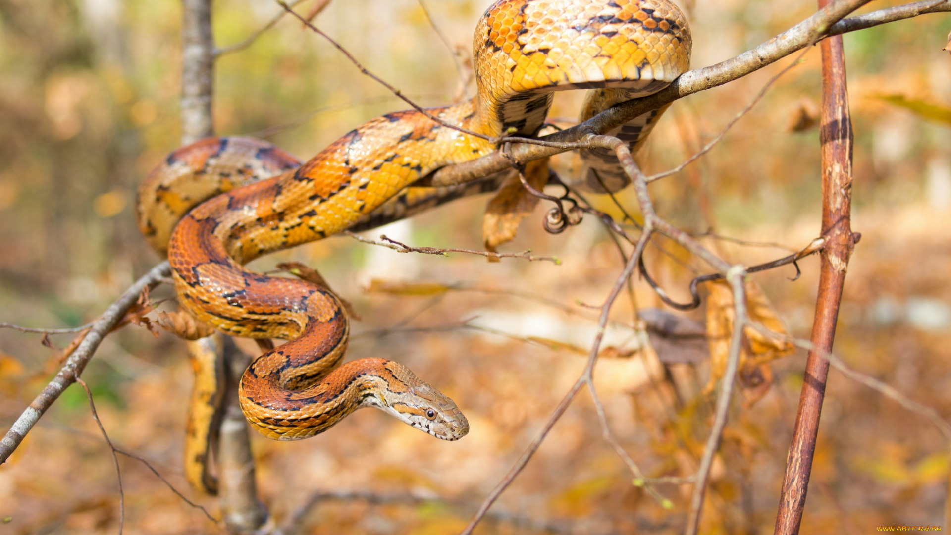 животные, змеи, , питоны, , кобры, змея