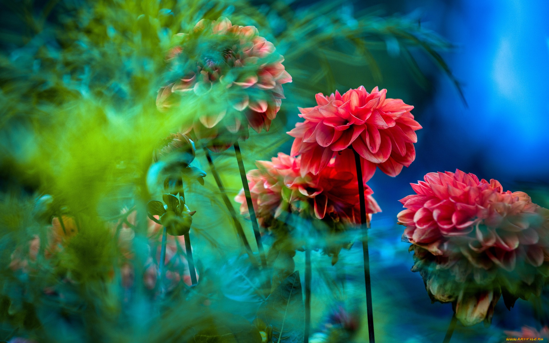 цветы, георгины, красные, фон, размыто, листья, зелень, голубой, синий