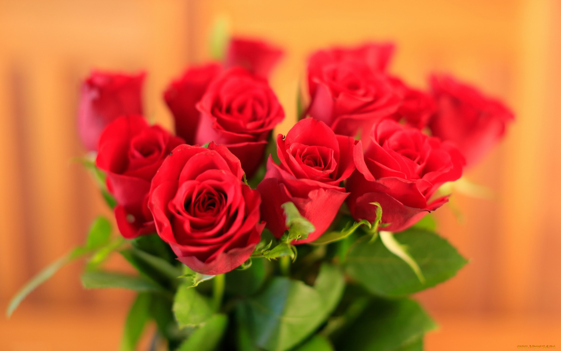 цветы, розы, широкоформатные, макро