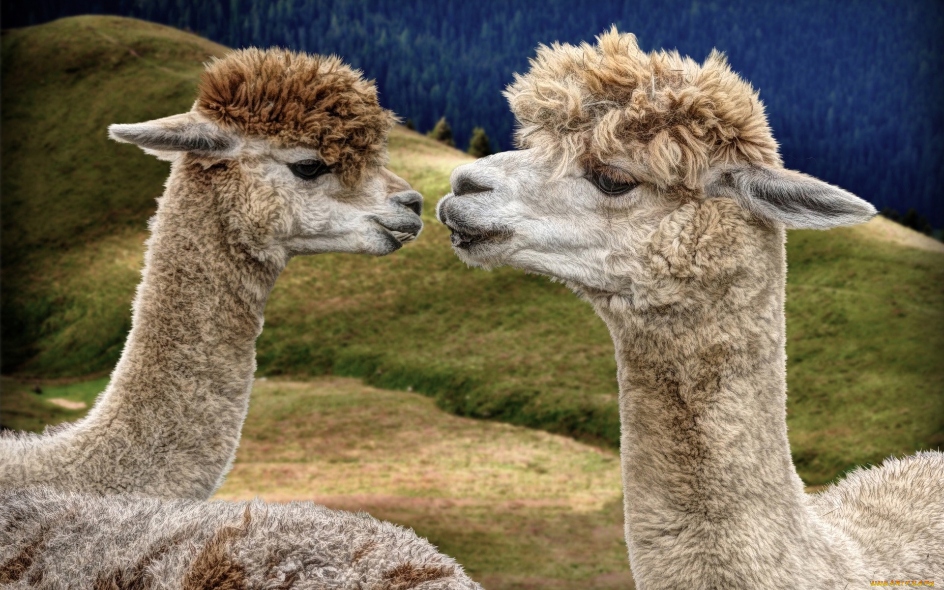 животные, ламы, лама-дочь, и, лама-мама, глаза, лес, портрет, морды, лама, природа, парнокопытные, красотки, дуэт, модная, прическа, холмы