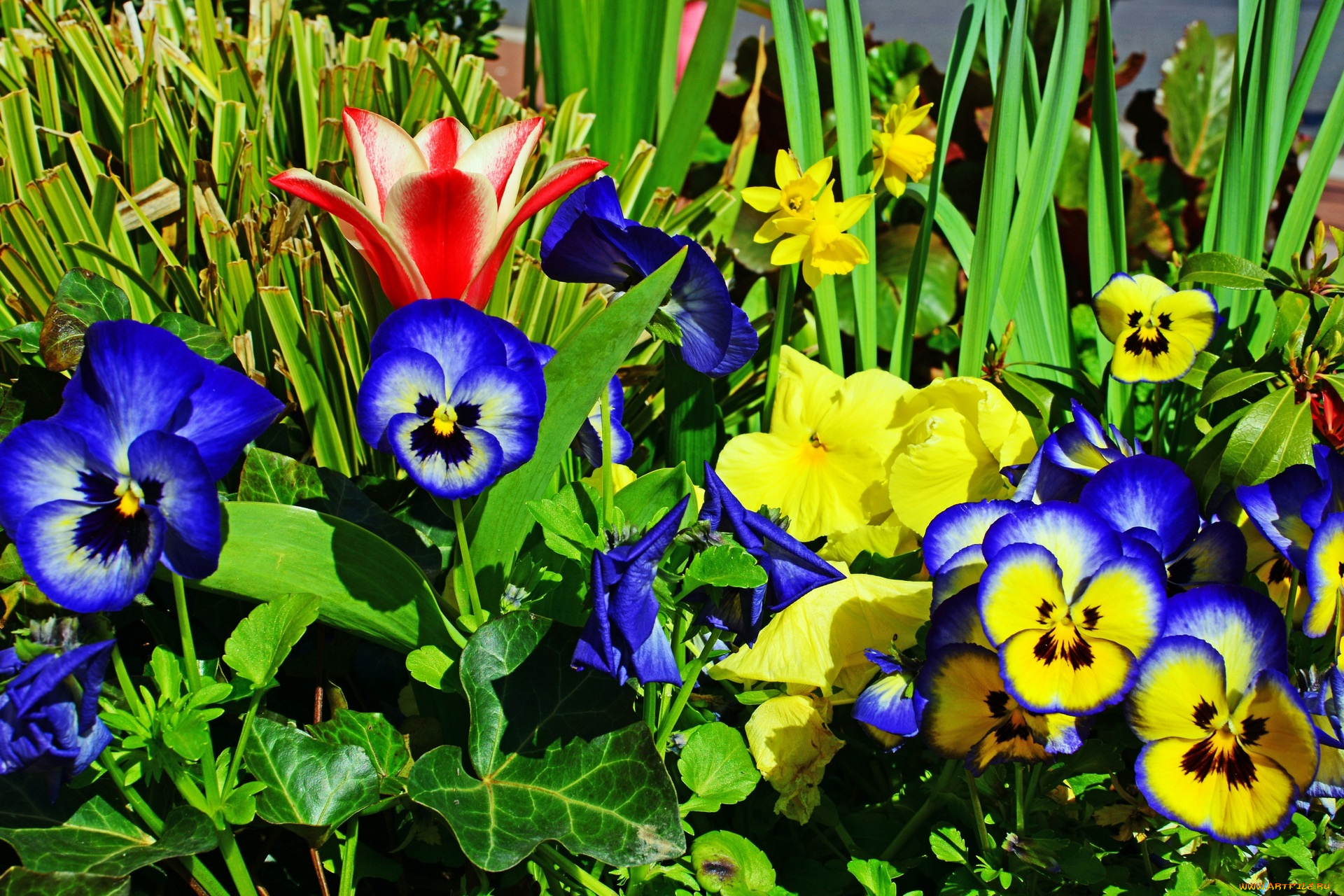 цветы, разные, вместе, цветок