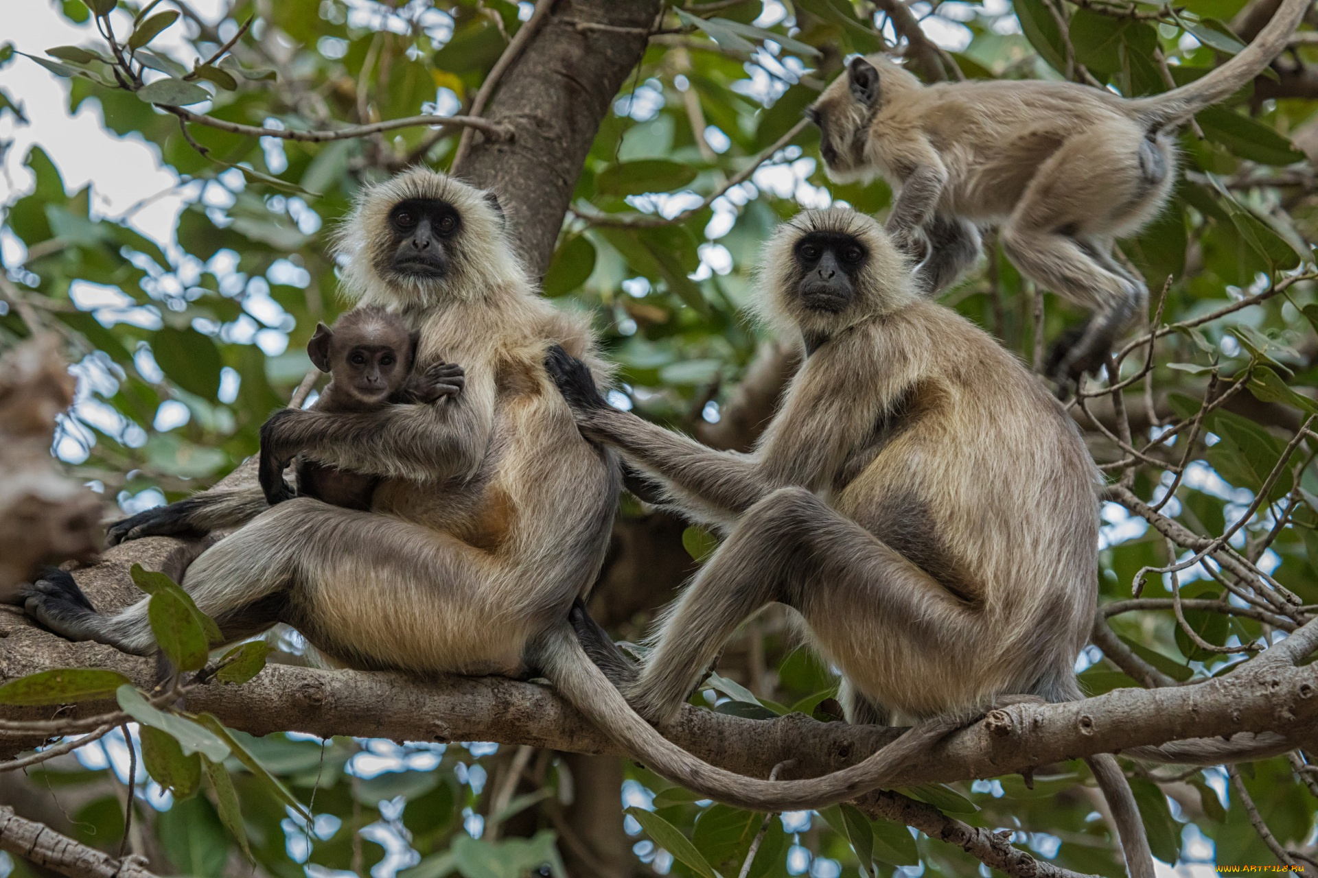 животные, обезьяны, семейство