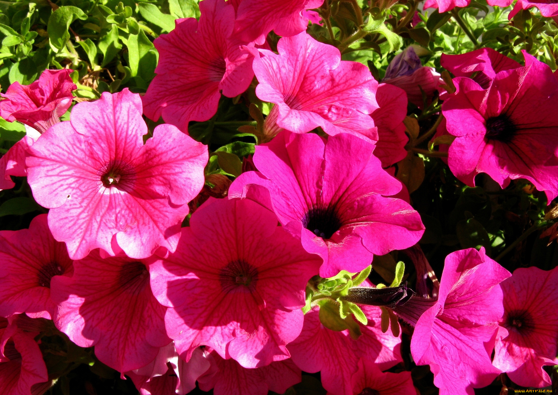 цветы, петунии, , калибрахоа, цветок