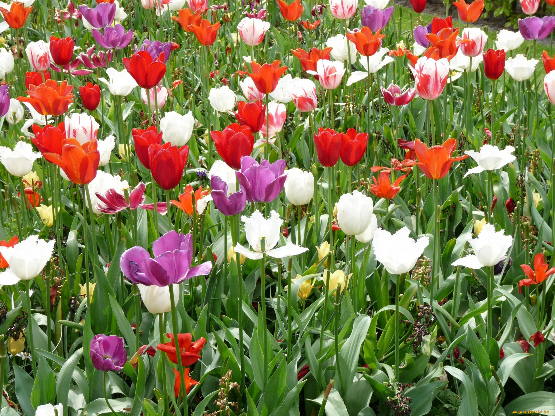 цветы, тюльпаны, цветок