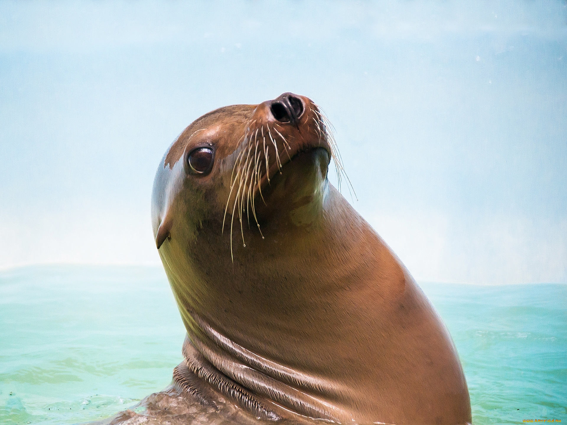 животные, морская, фауна, котик