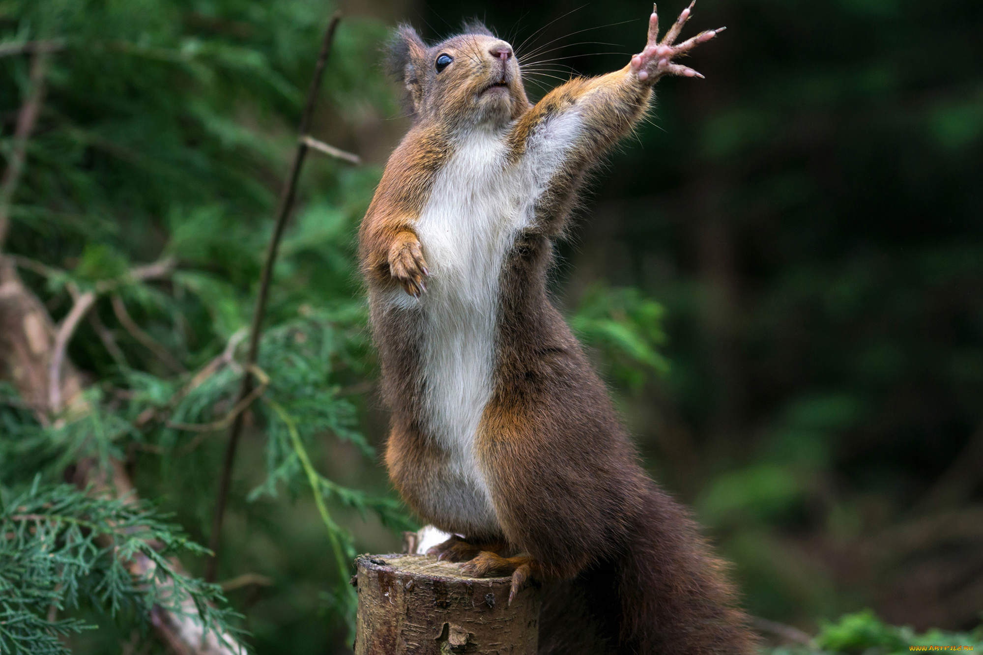 животные, белки, белочка