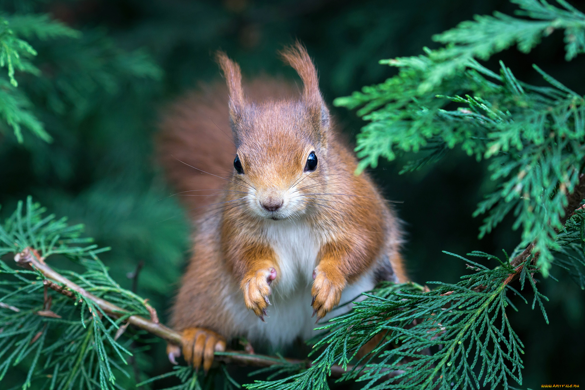 животные, белки, белочка