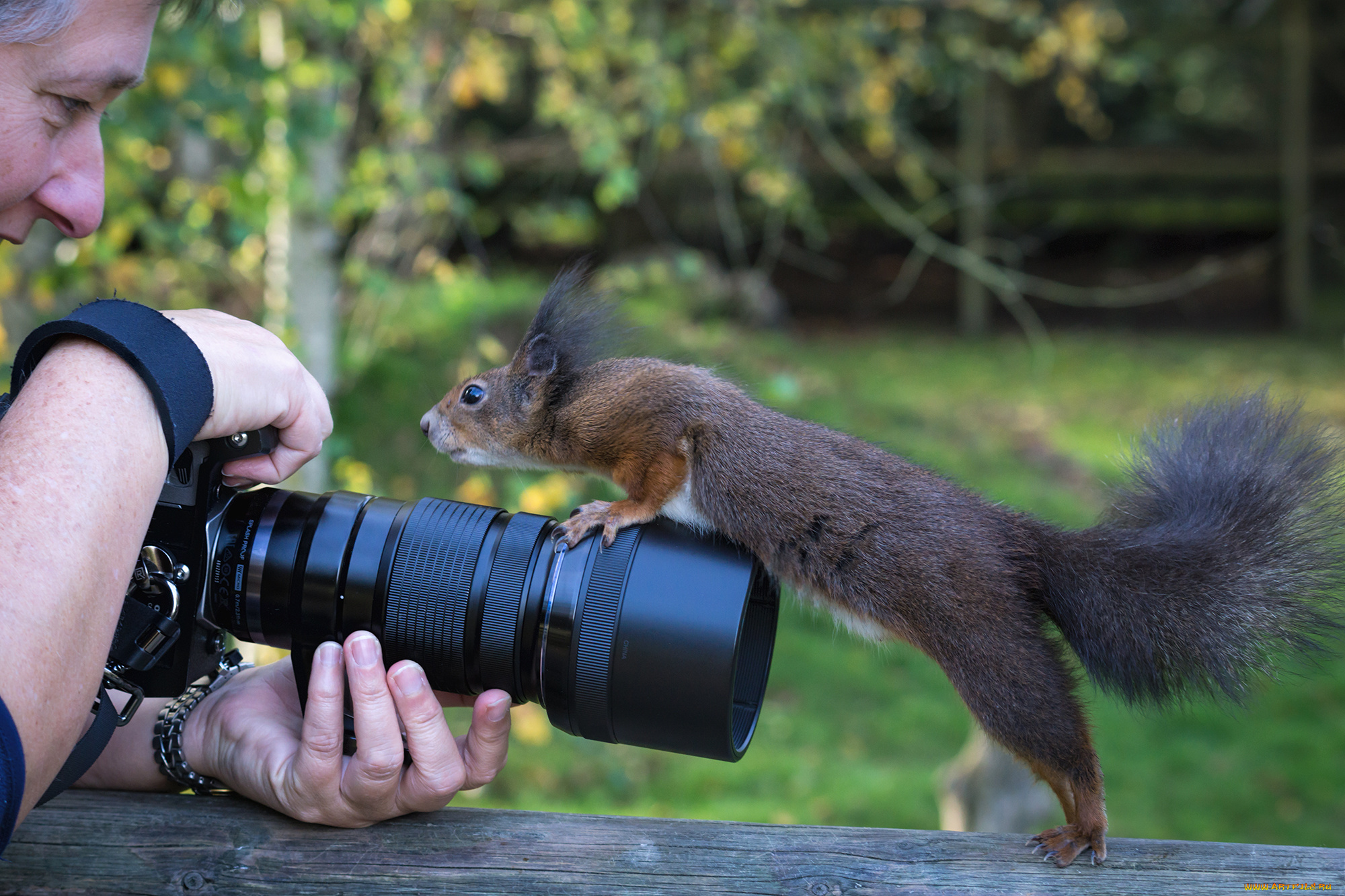 животные, белки, белочка