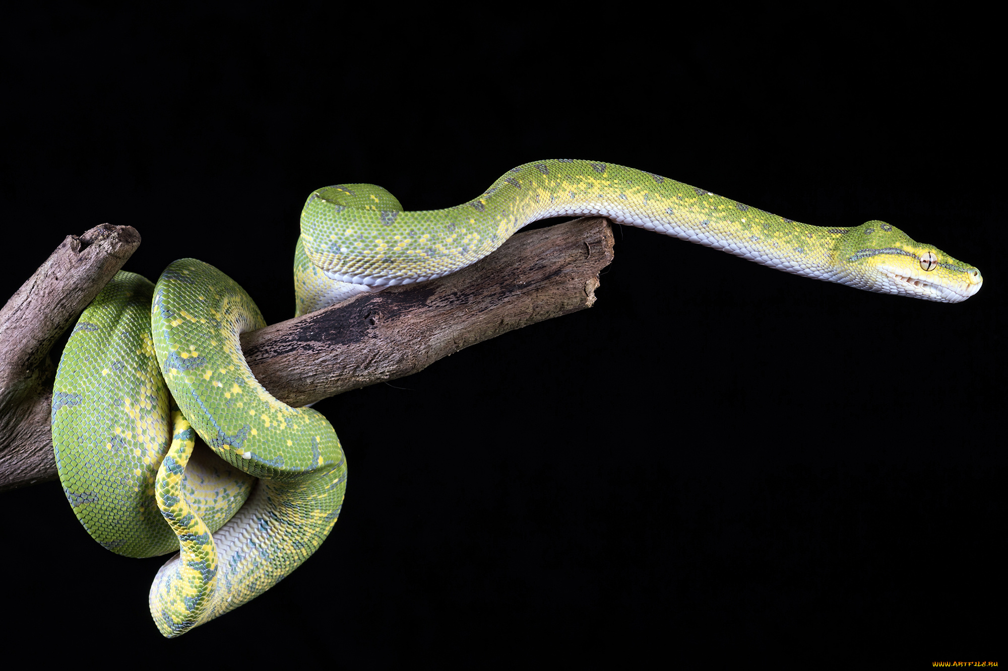 животные, змеи, , питоны, , кобры, змея