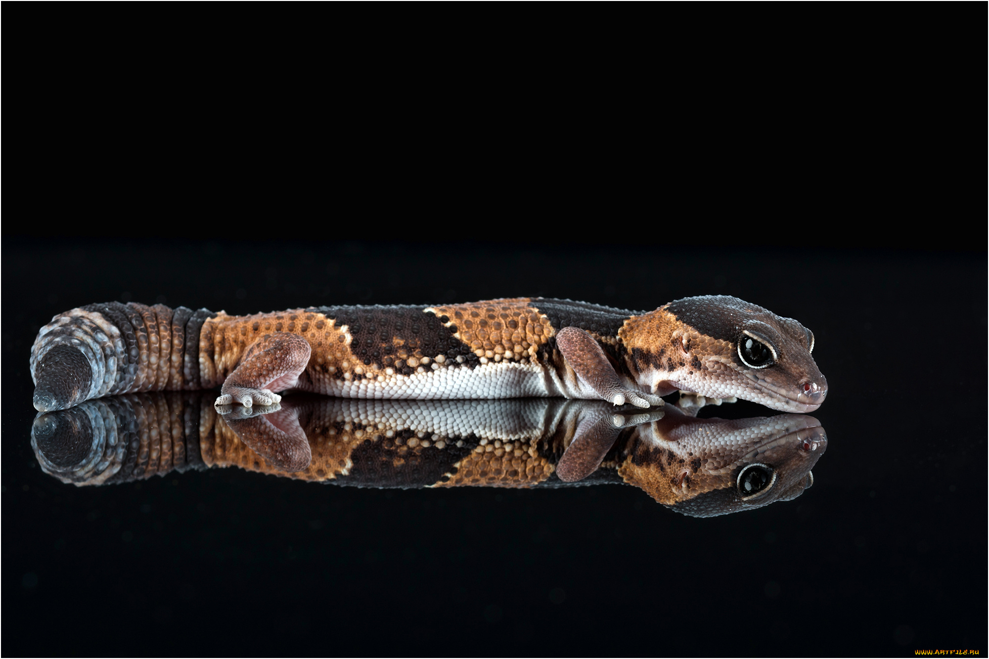 животные, змеи, , питоны, , кобры, змея