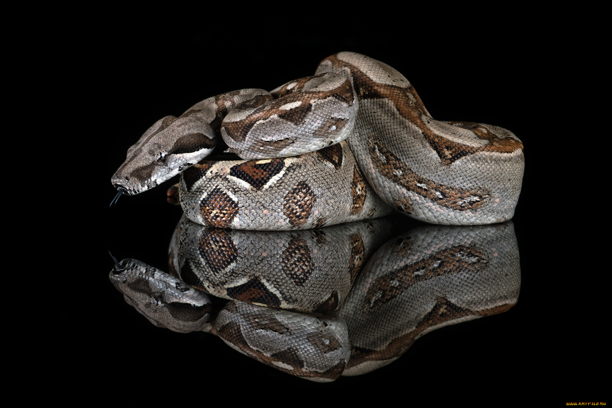 животные, змеи, , питоны, , кобры, змея