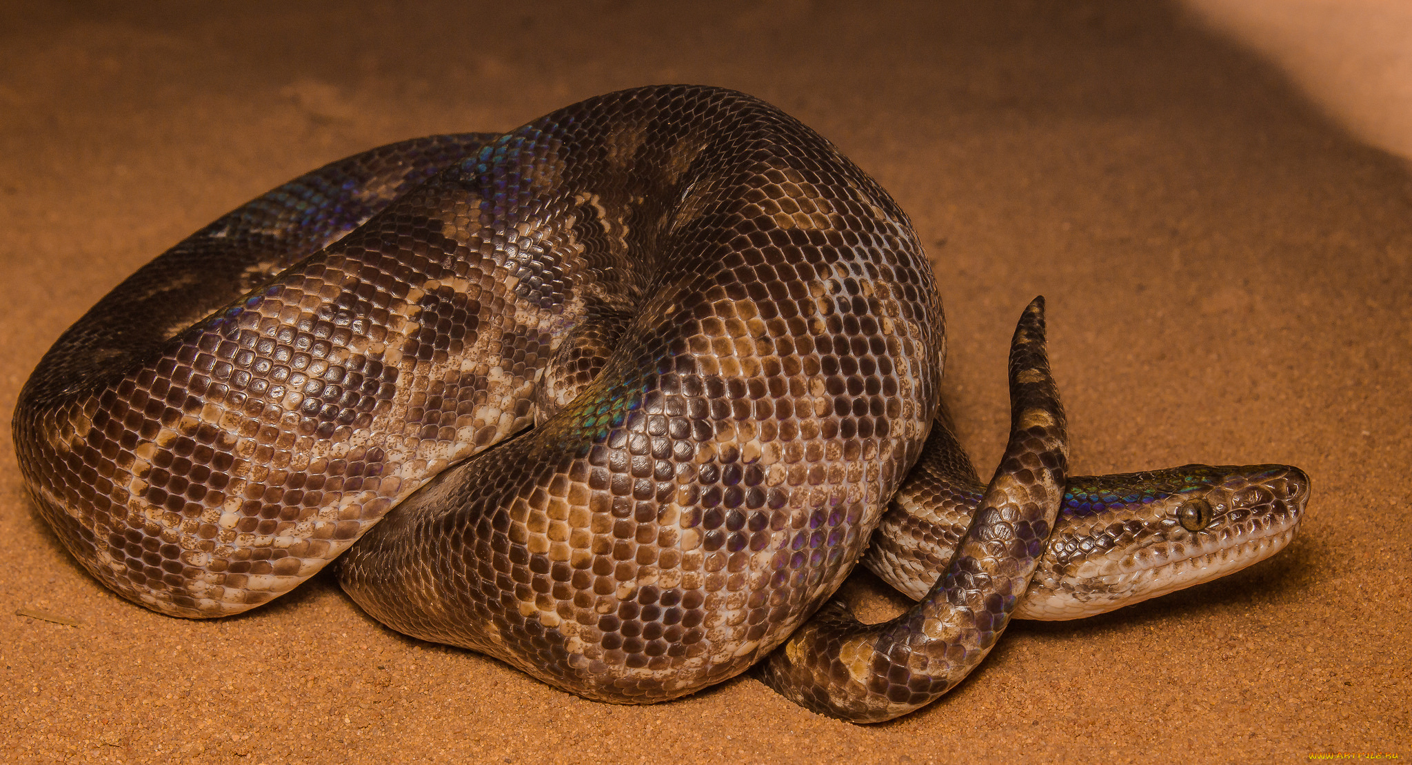 животные, змеи, , питоны, , кобры, змея