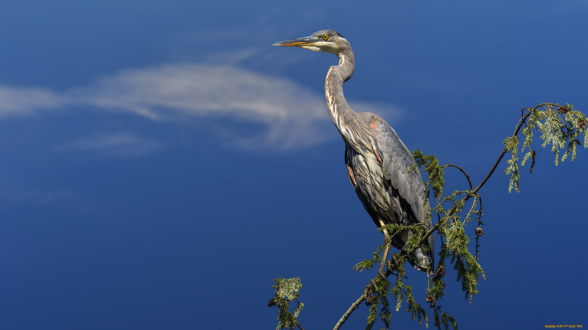 животные, цапли, , выпи, птичка