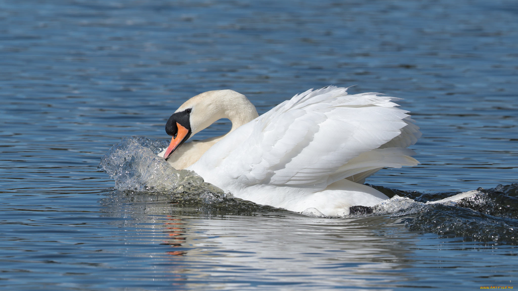 животные, лебеди, плывет, вода, перья, лебедь