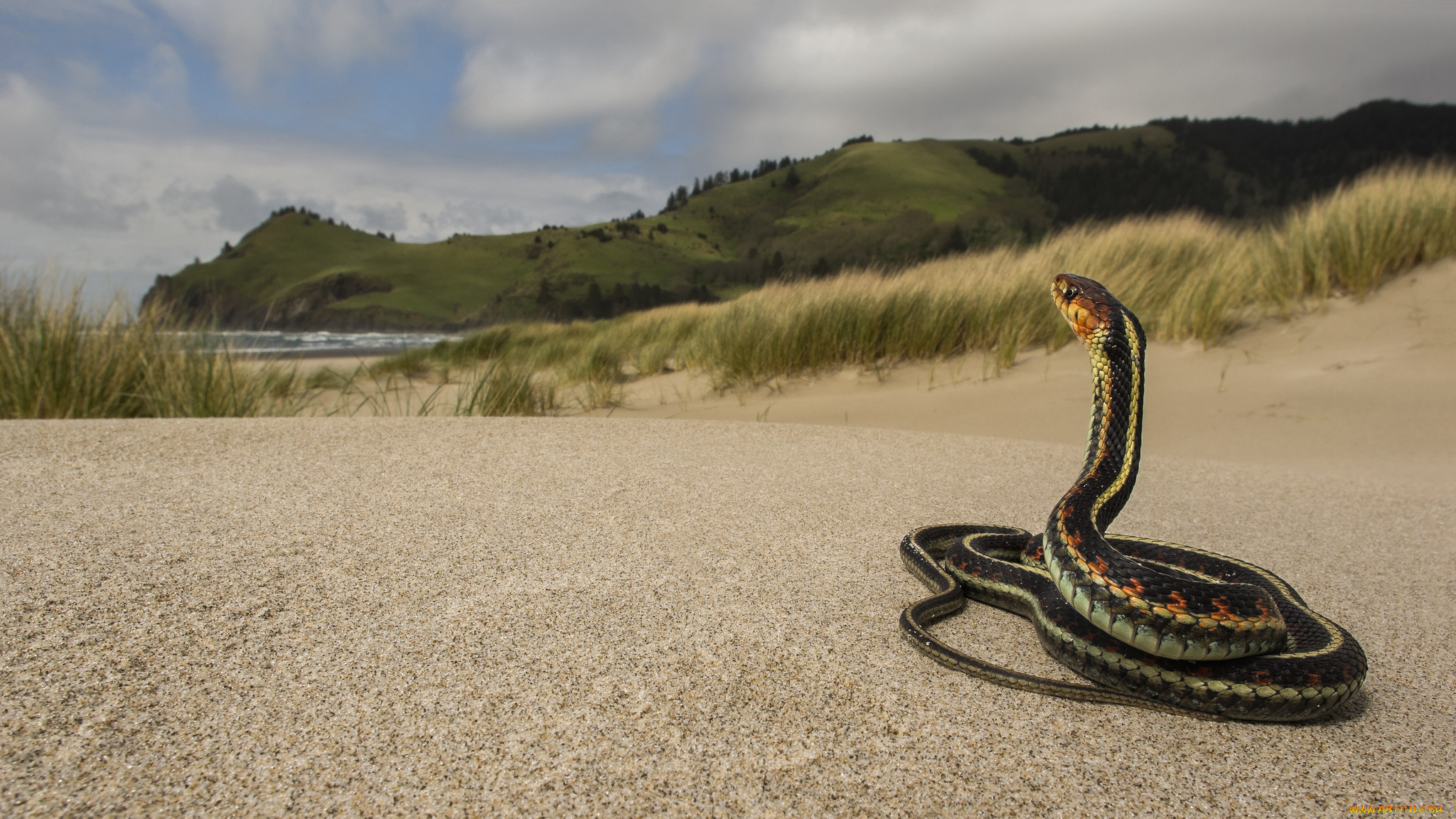 животные, змеи, , питоны, , кобры, змея