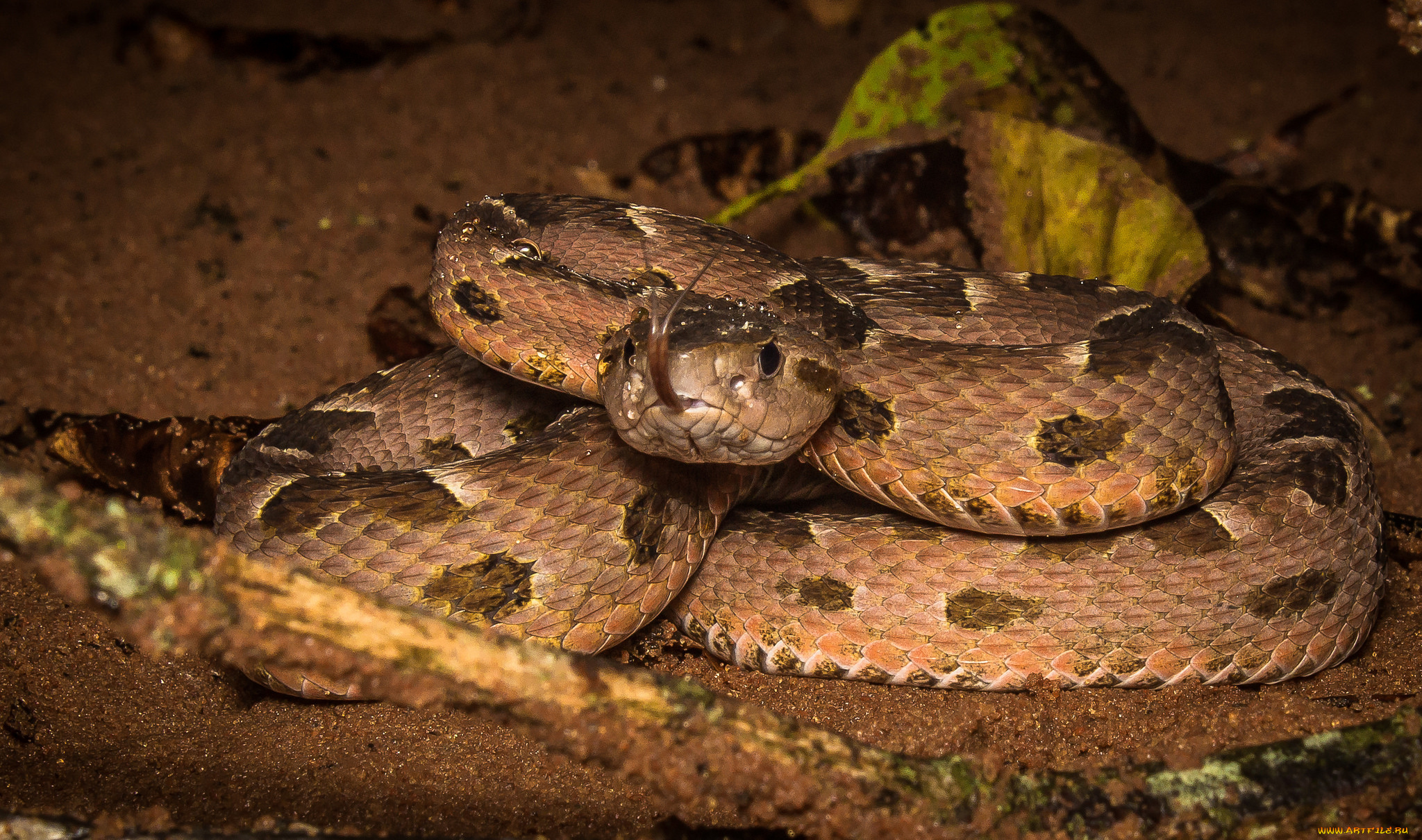 животные, змеи, , питоны, , кобры, змея