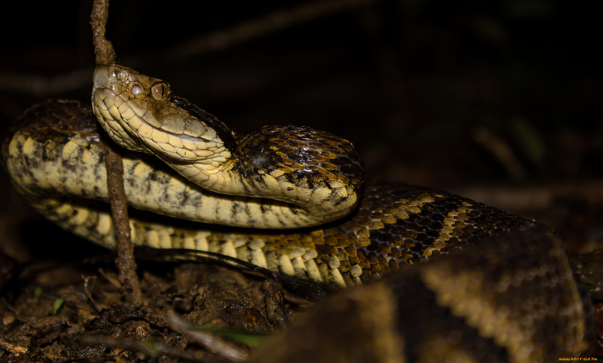 животные, змеи, , питоны, , кобры, змея