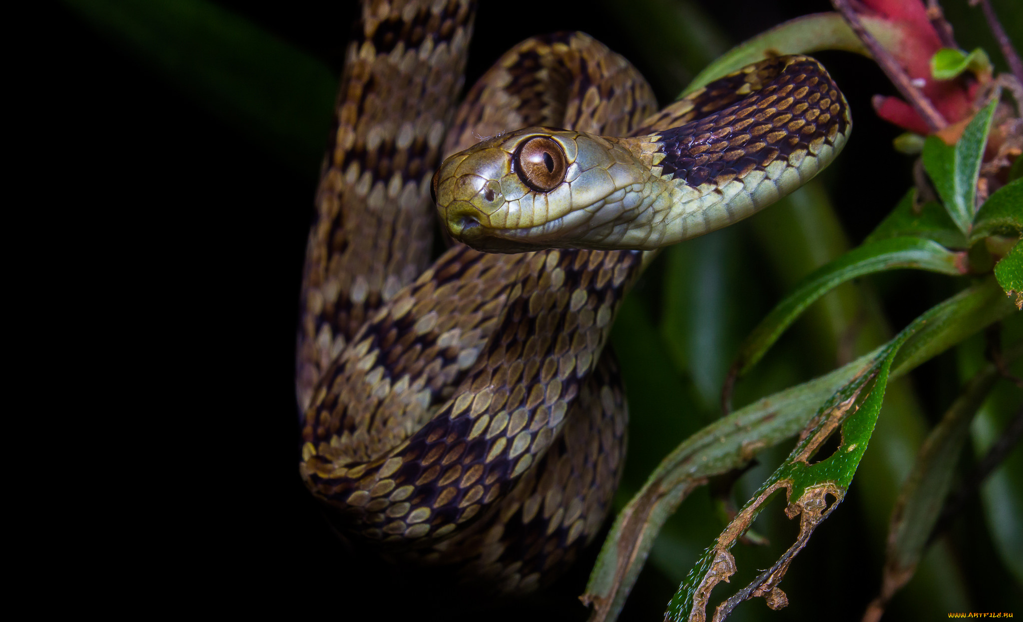 животные, змеи, , питоны, , кобры, змея