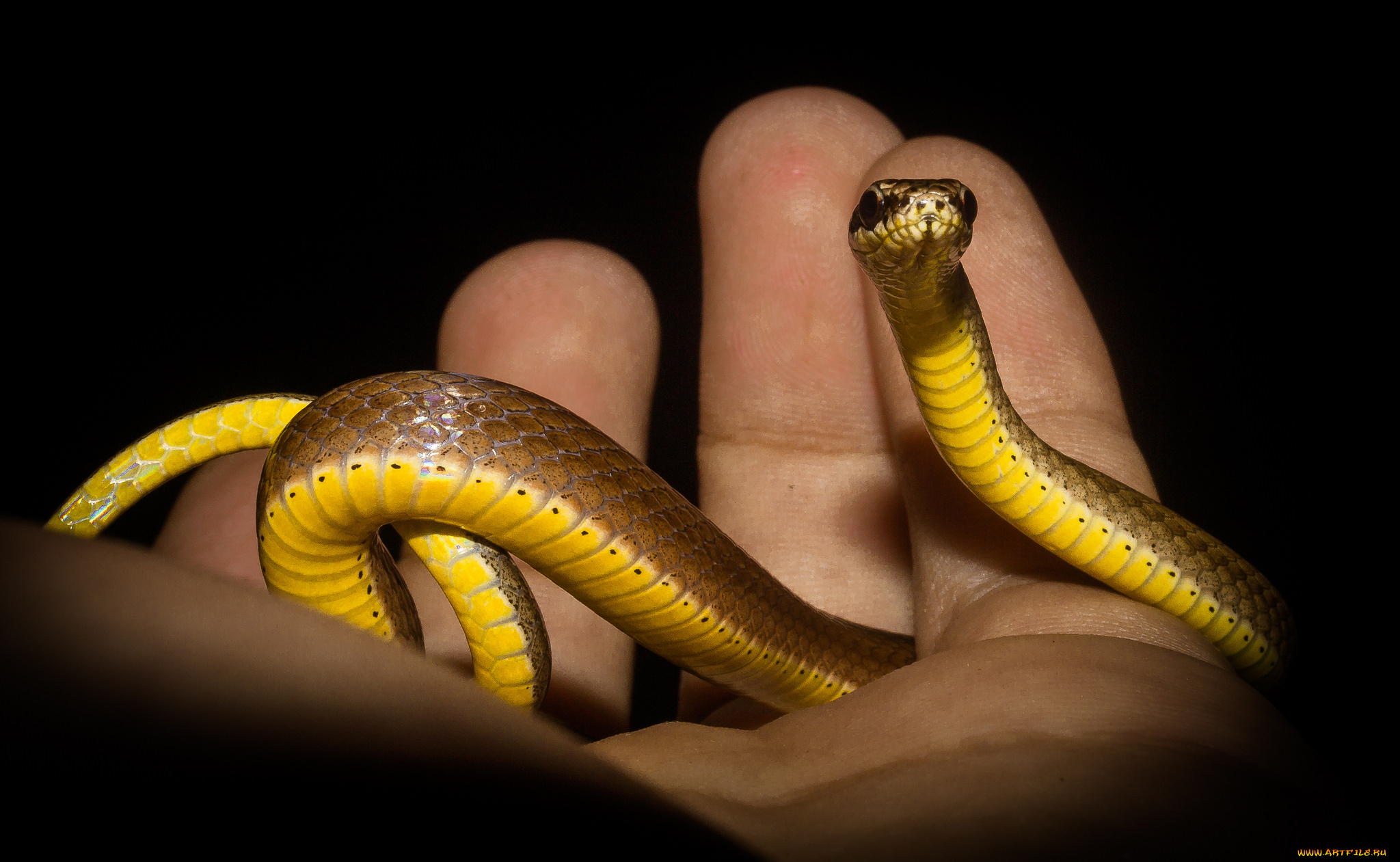 животные, змеи, , питоны, , кобры, змея