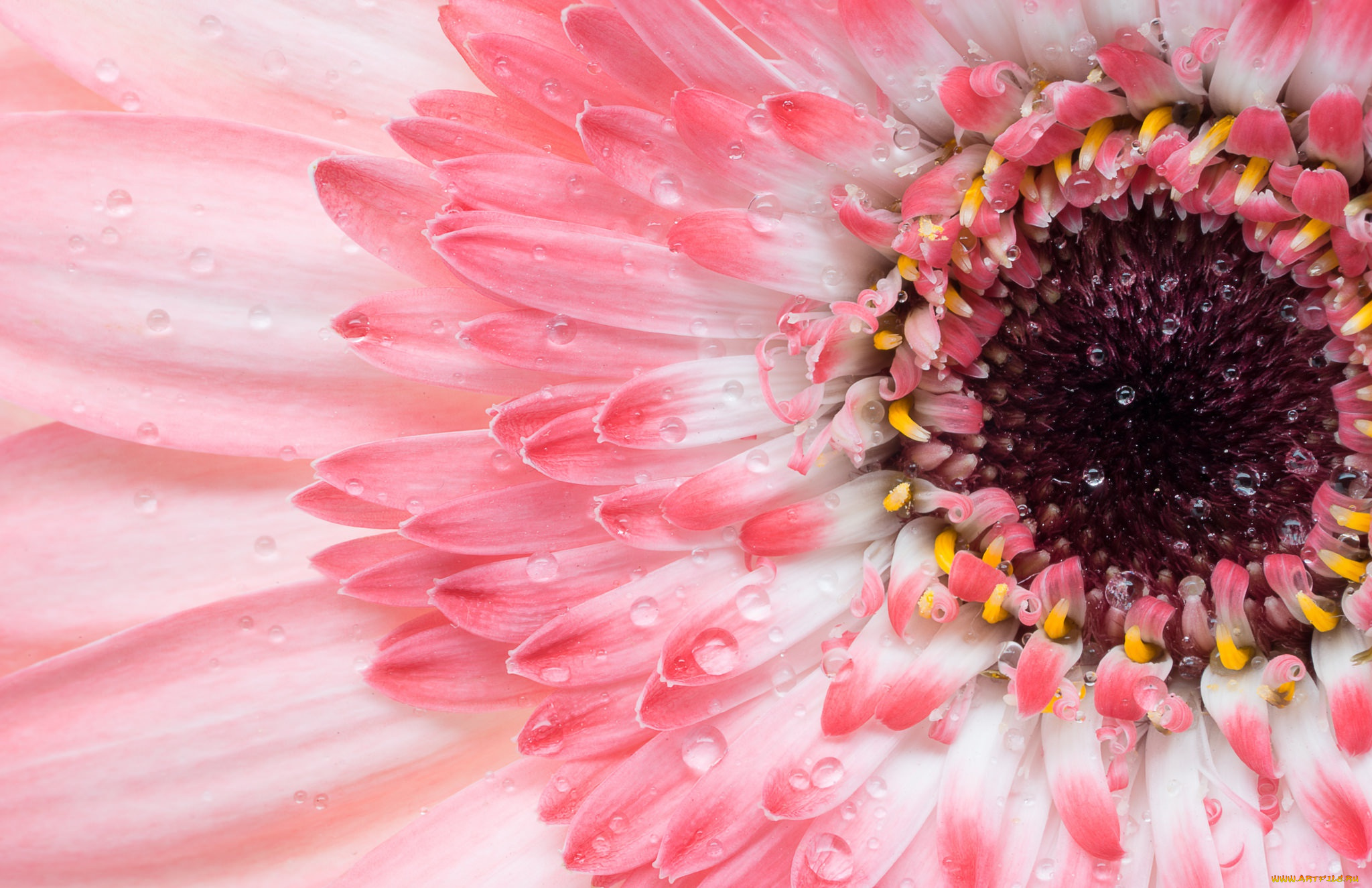 цветы, герберы, гербера, лепестки, цветок