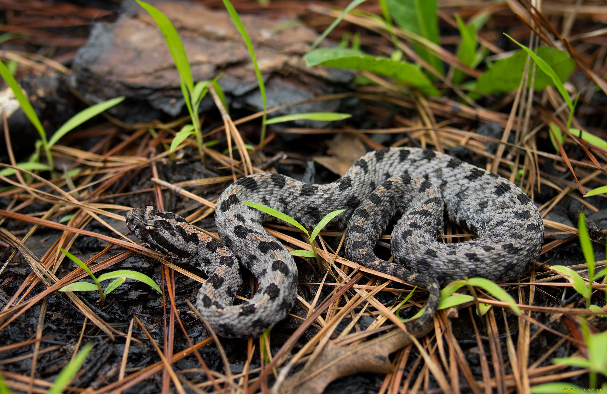 животные, змеи, , питоны, , кобры, змея