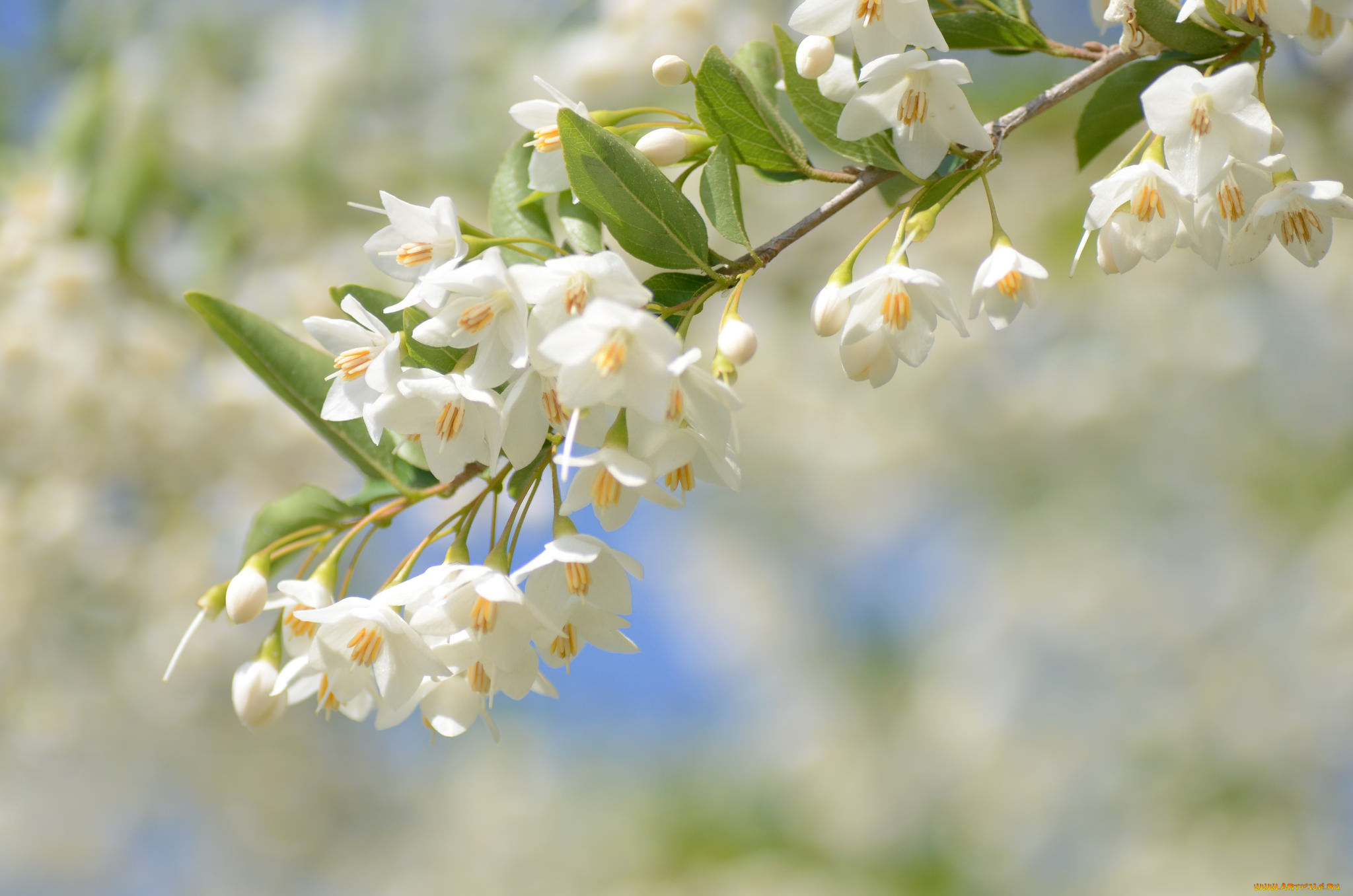 цветы, листья, цветение, ветка