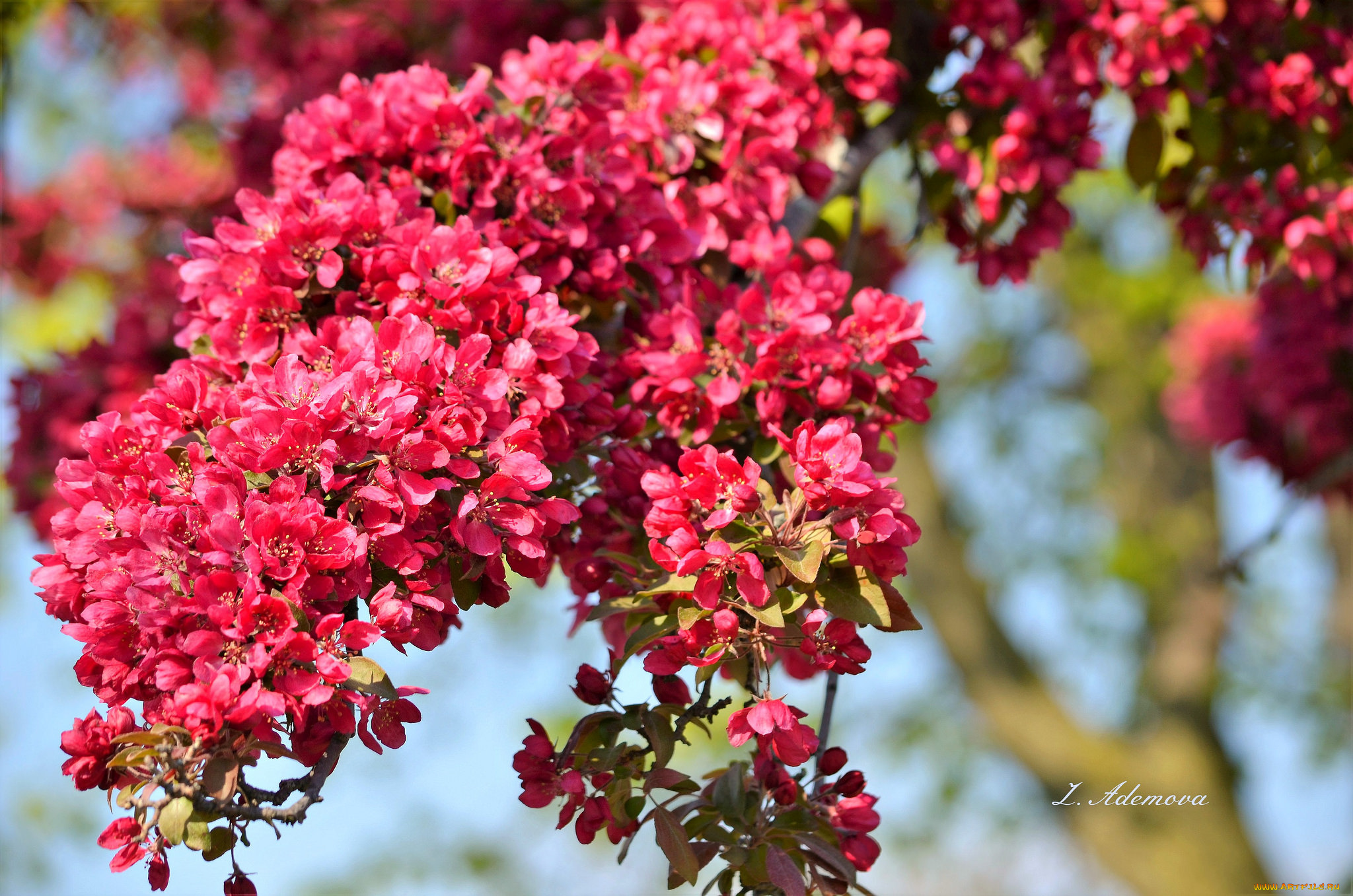 цветы, цветущие, деревья, , , кустарники, цветение, дерево, ветка