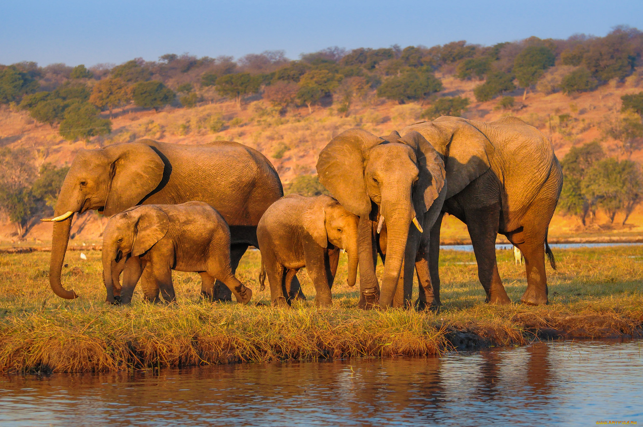 животные, слоны, слон
