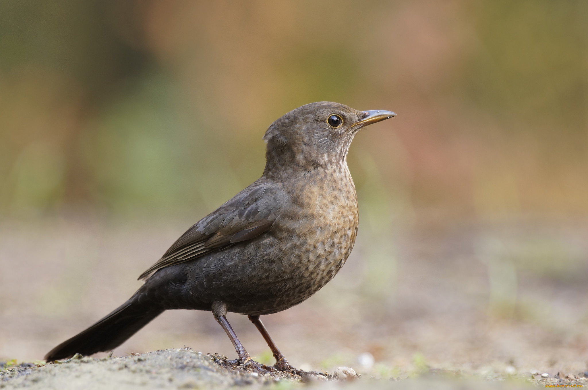 животные, птицы, птичка