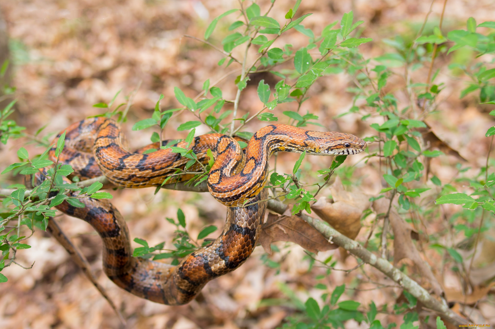 животные, змеи, , питоны, , кобры, змея