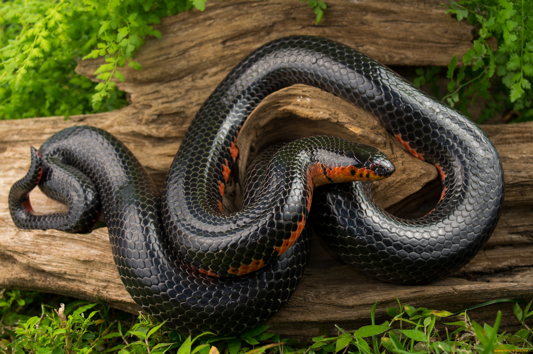 животные, змеи, , питоны, , кобры, змея