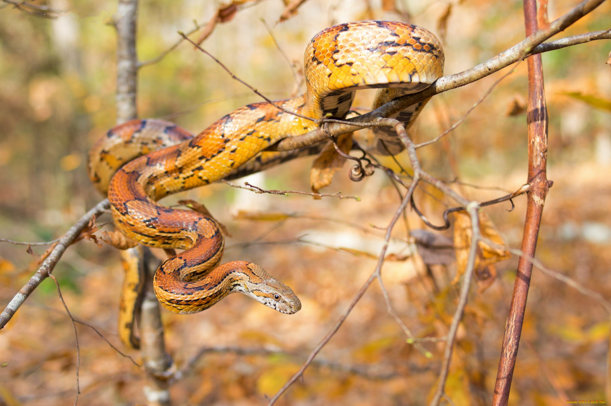 животные, змеи, , питоны, , кобры, змея