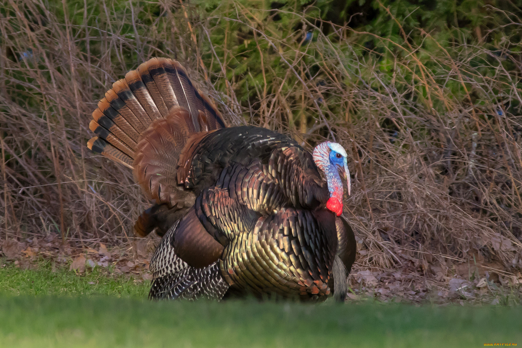 животные, индюки, птичка