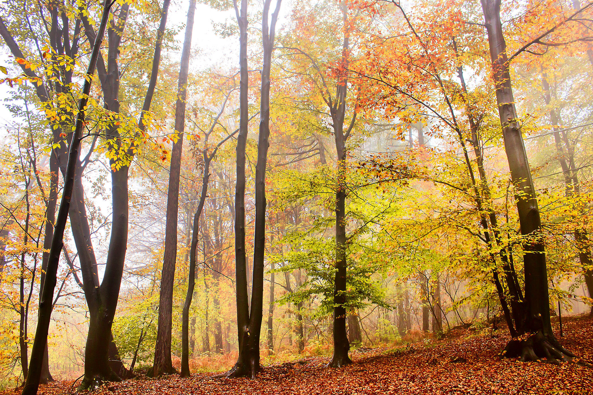 природа, лес, деревья