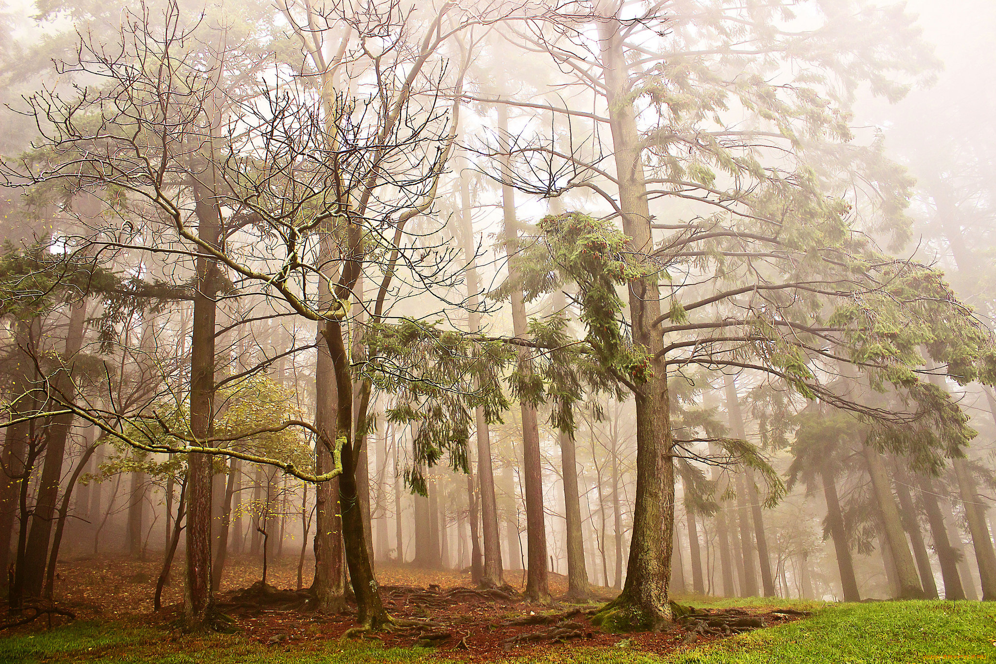 природа, лес, деревья