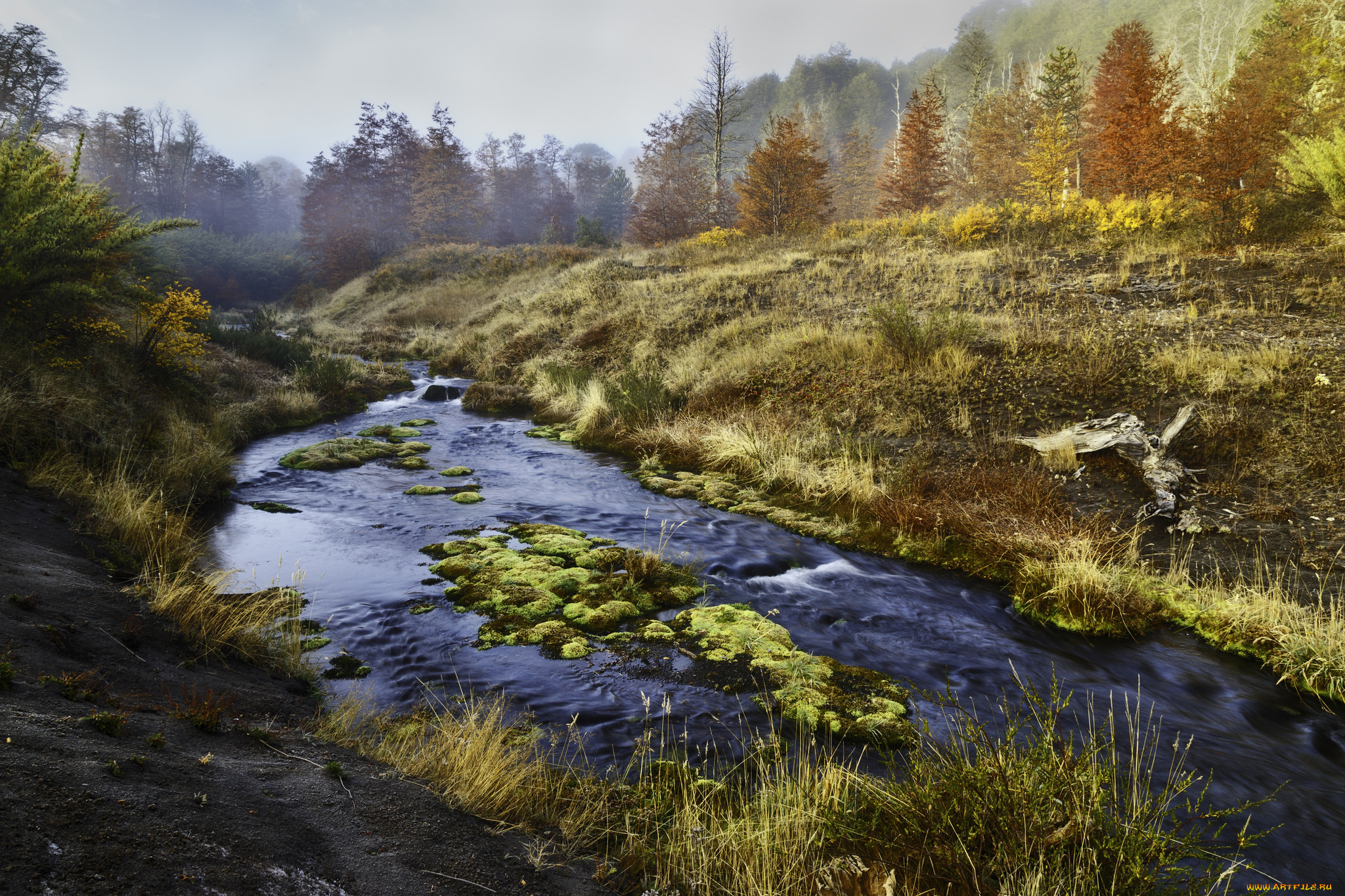 природа, реки, озера, лес, река