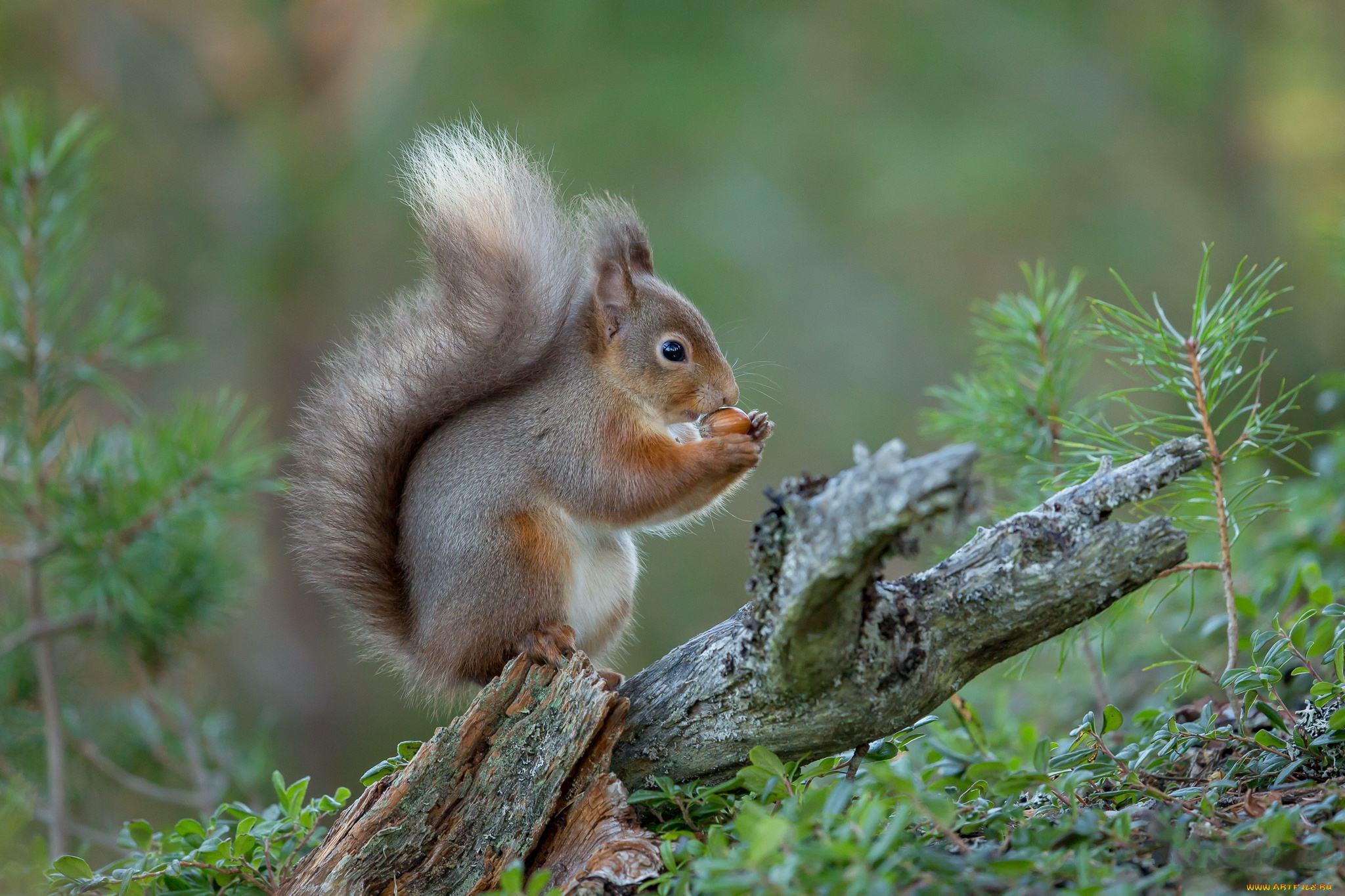 животные, белки, белочка