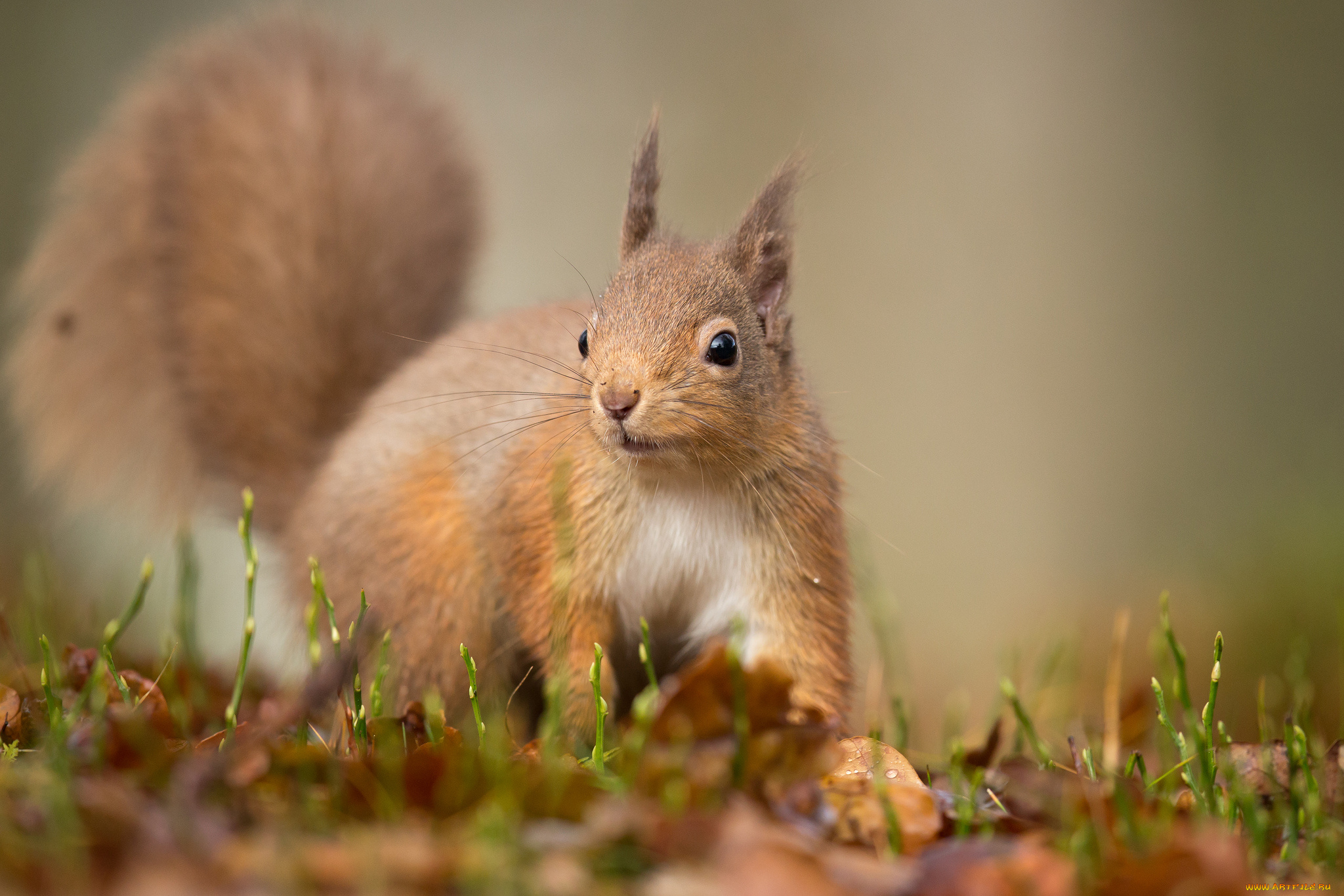 животные, белки, белочка