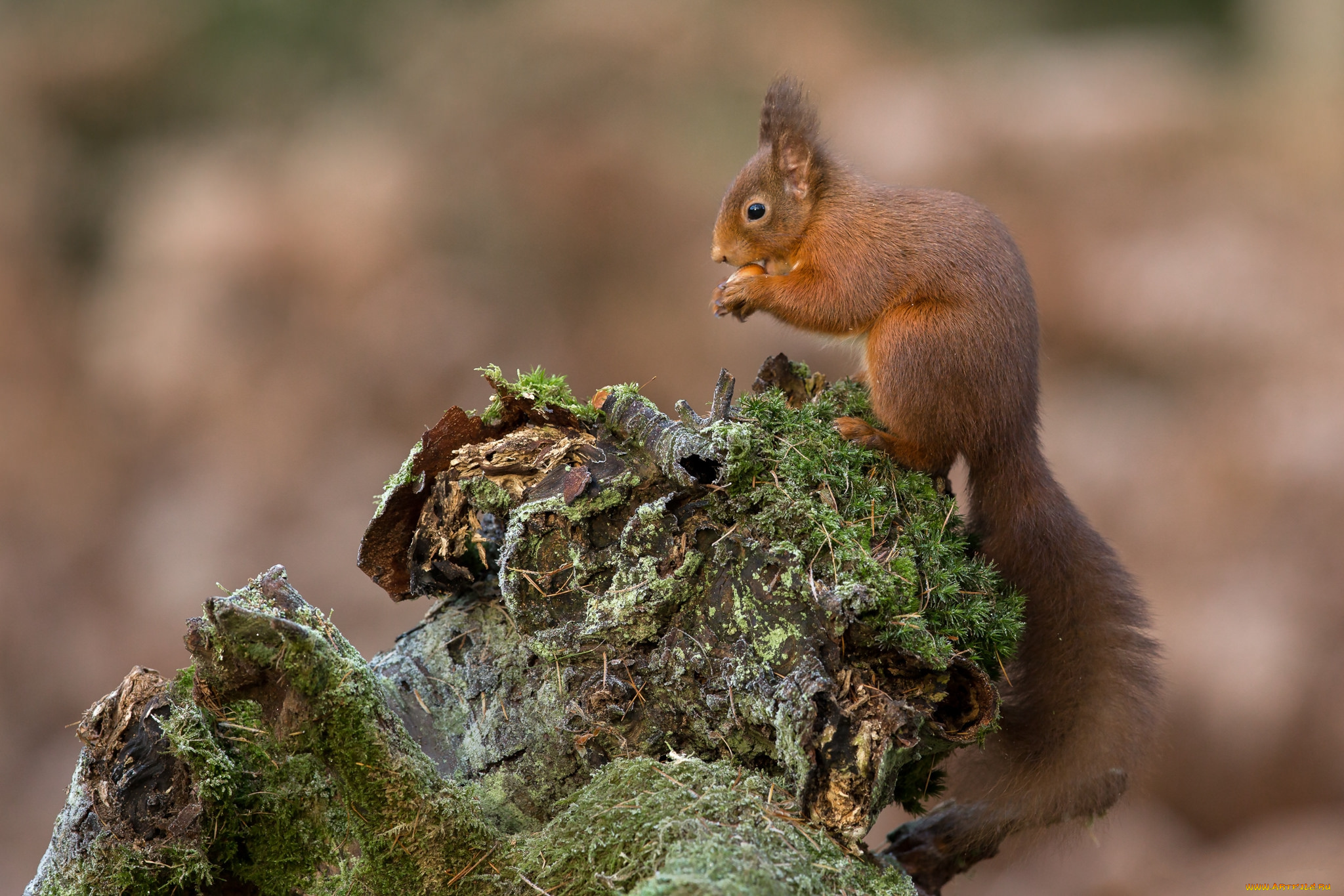 животные, белки, белочка