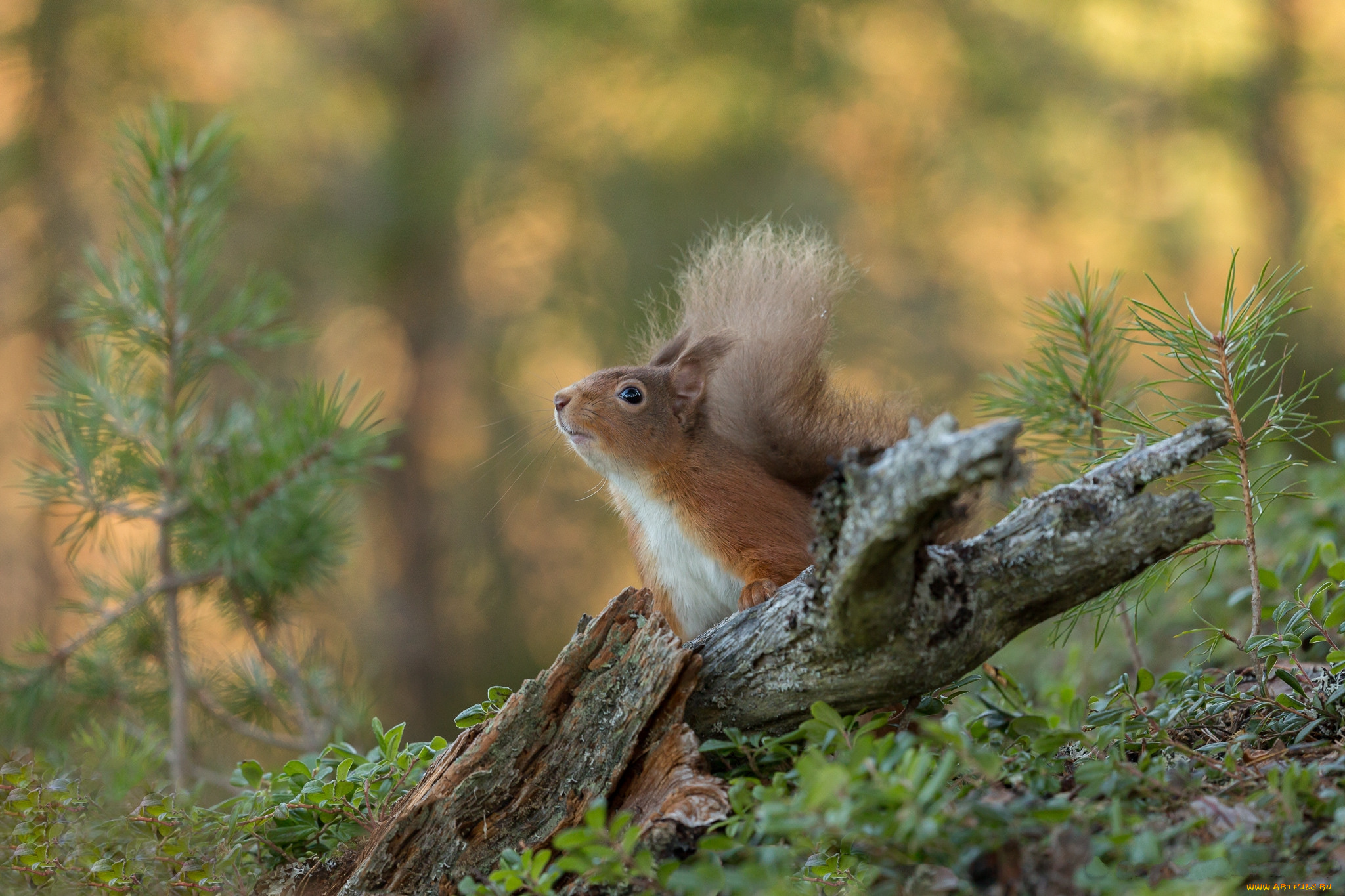 животные, белки, белочка