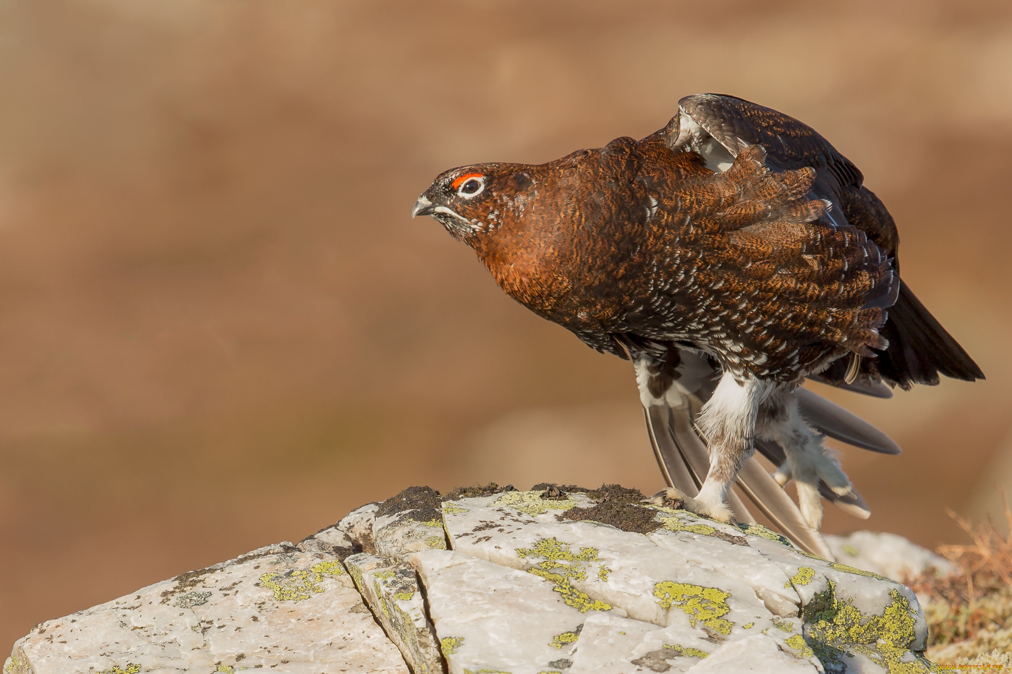 животные, глухари, , тетерева, птичка
