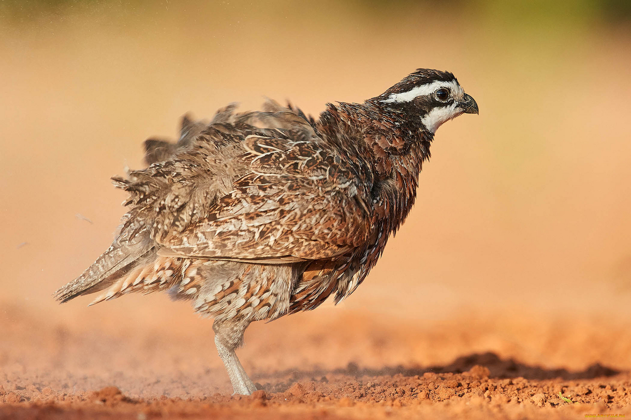 животные, куропатки, , рябчики, , перепела, птичка