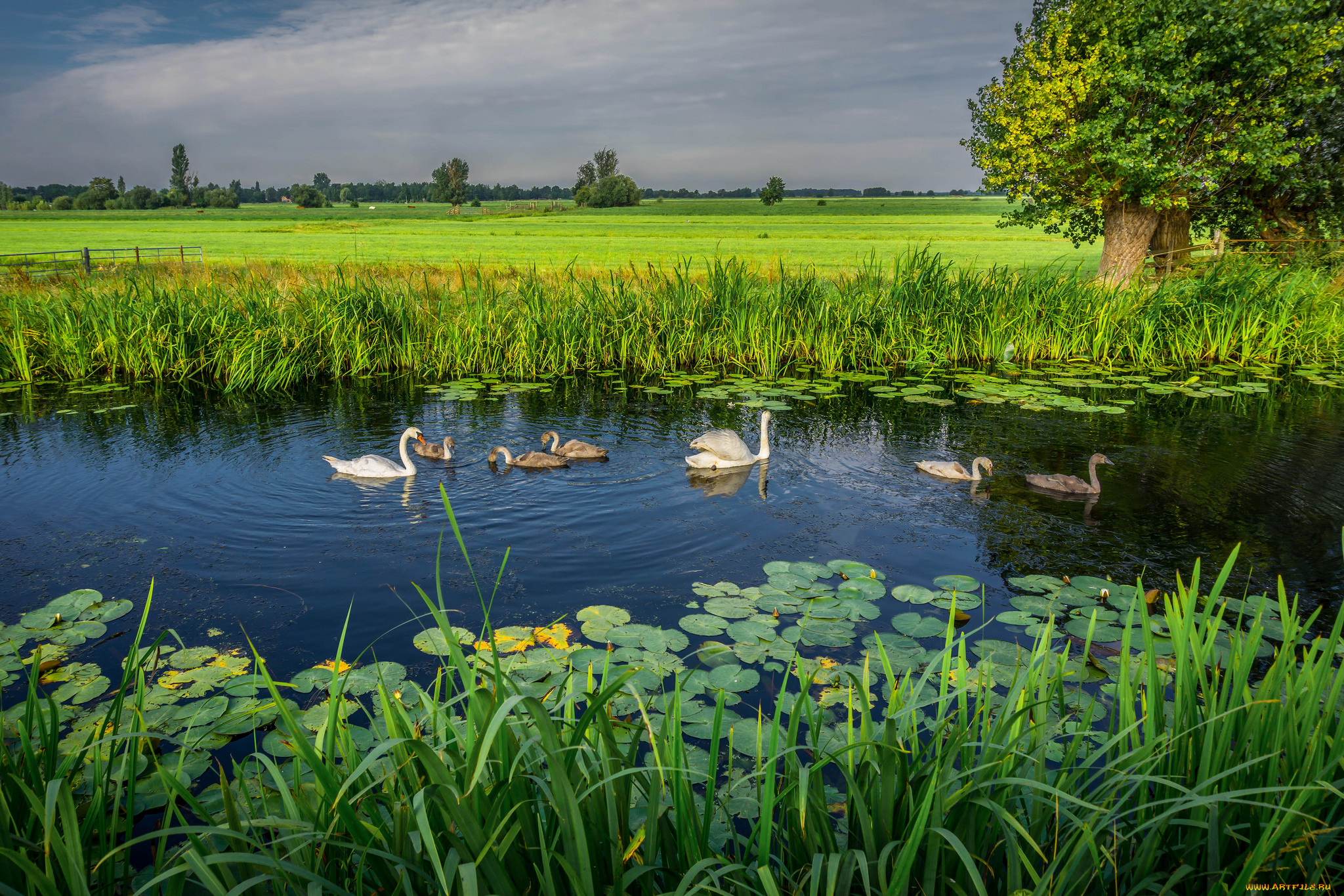 животные, лебеди, птичка