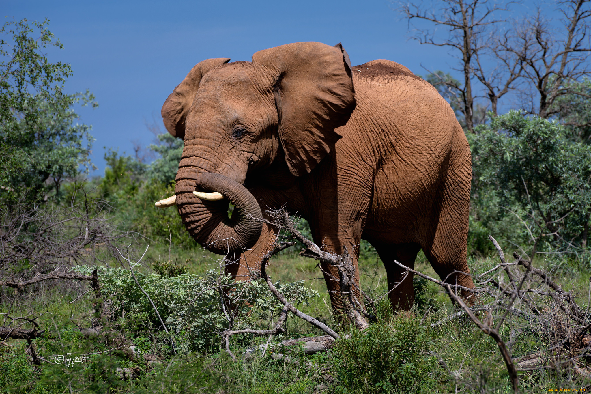 животные, слоны, слон