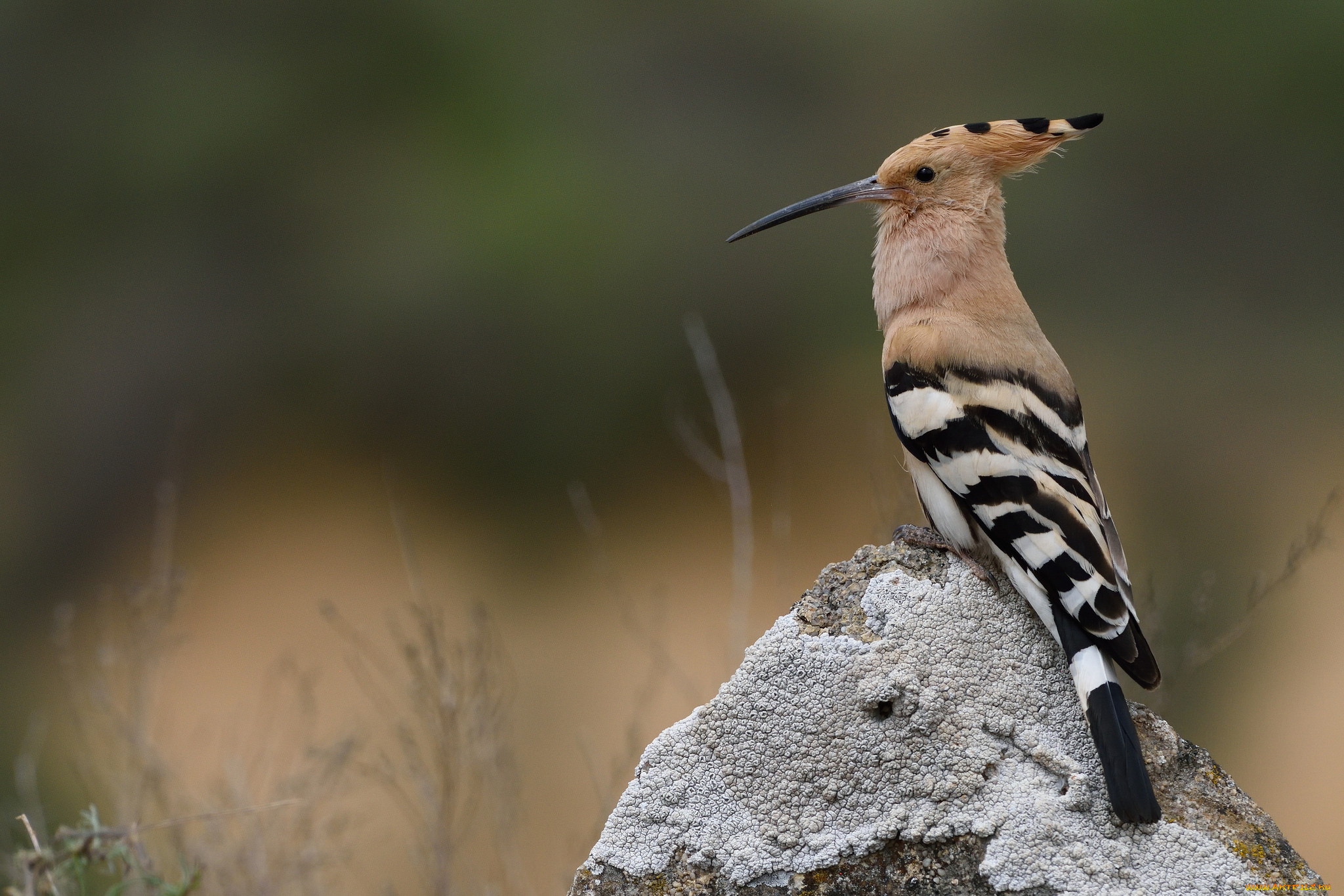 животные, удоды, птичка