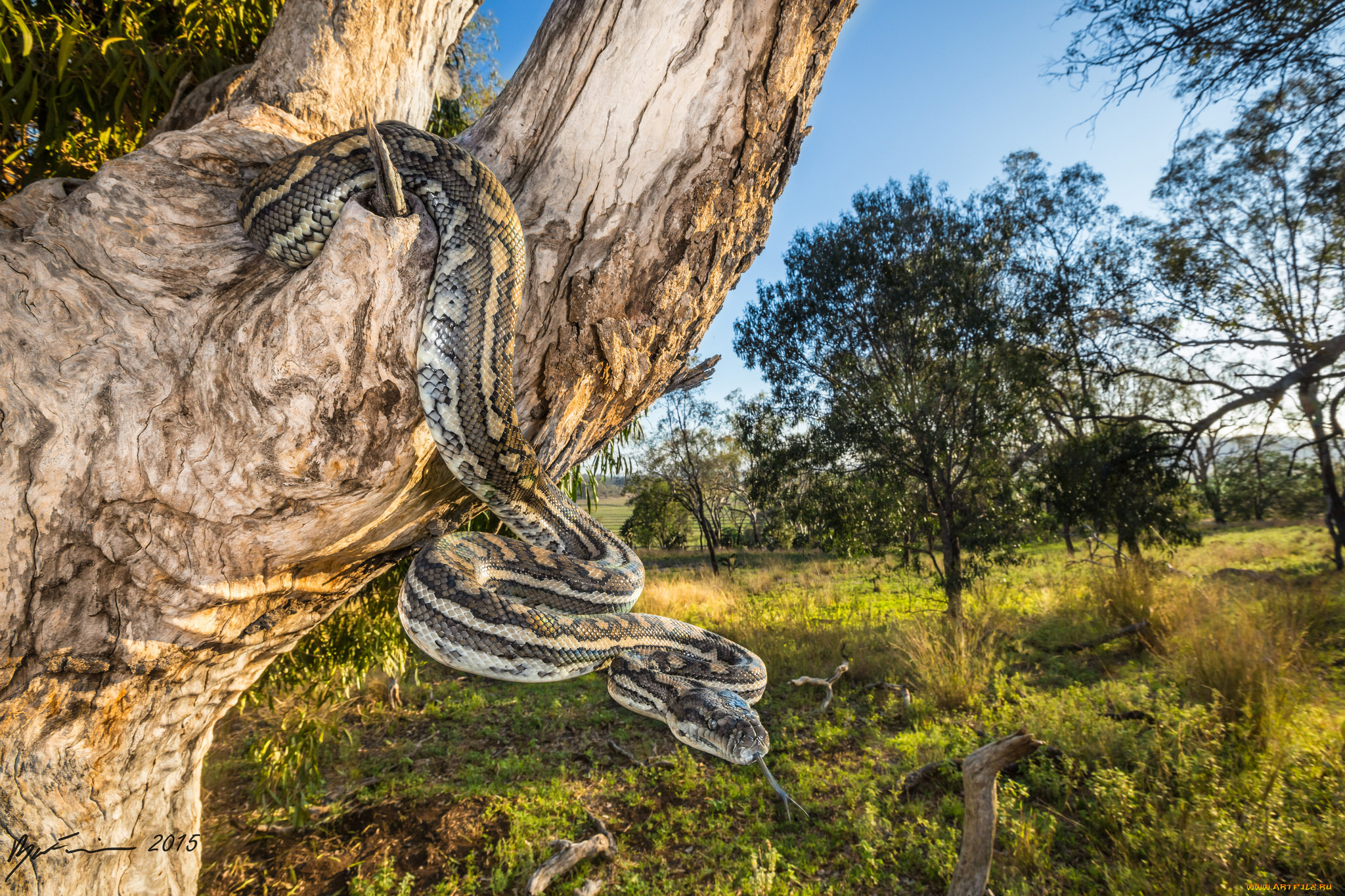 животные, змеи, , питоны, , кобры, змея