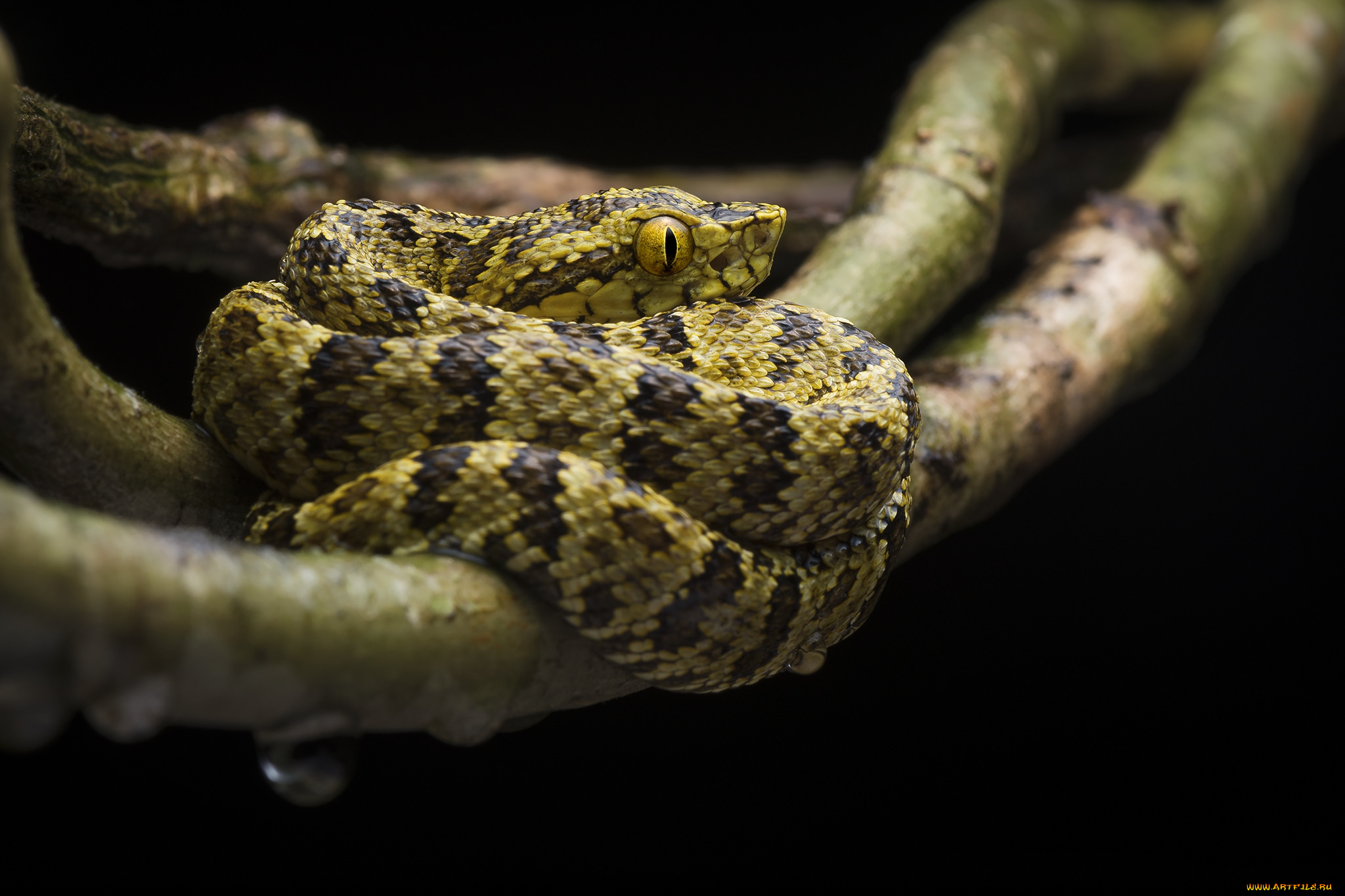 животные, змеи, , питоны, , кобры, змея