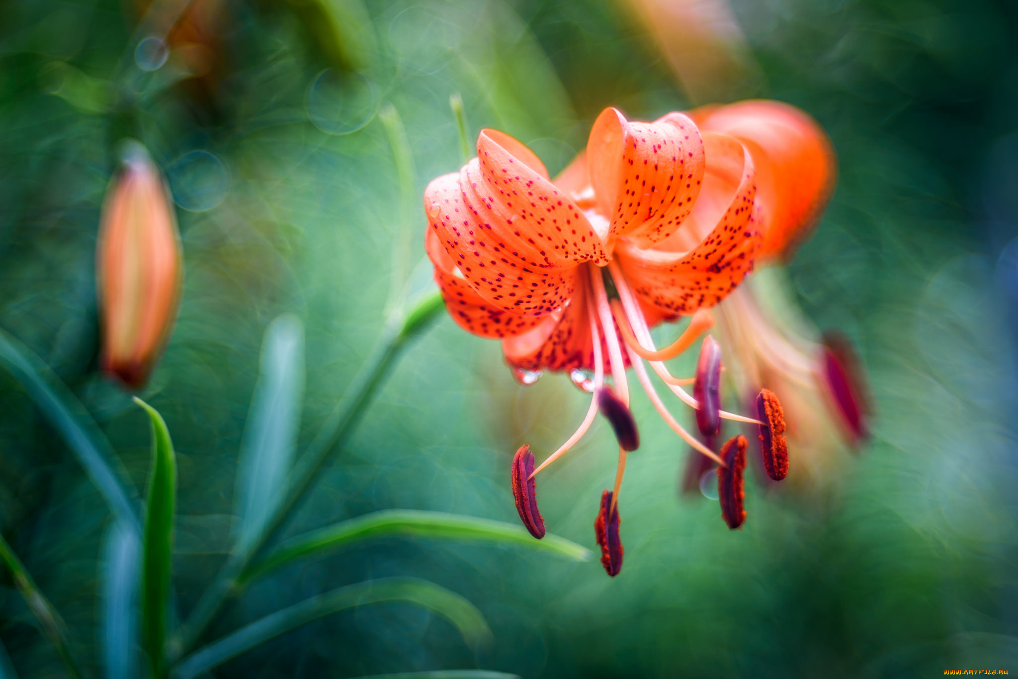 цветы, лилии, , лилейники, лепестки, цветение